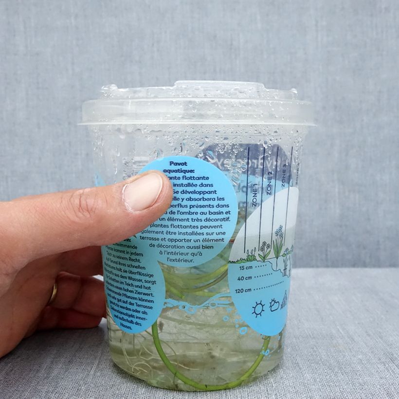 Hydrocleys nymphoides - water poppy Tin sample as delivered in summer