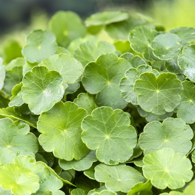 Hydrocotyle vulgaris  (Foliage)