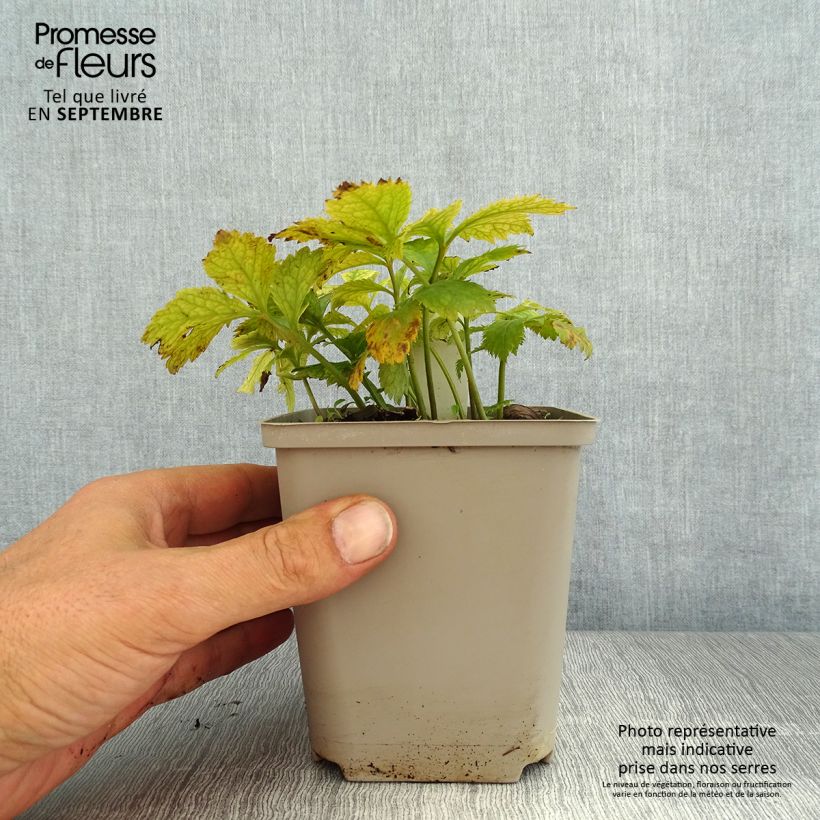 Hylomecon japonica Godet de 9cm sample as delivered in summer