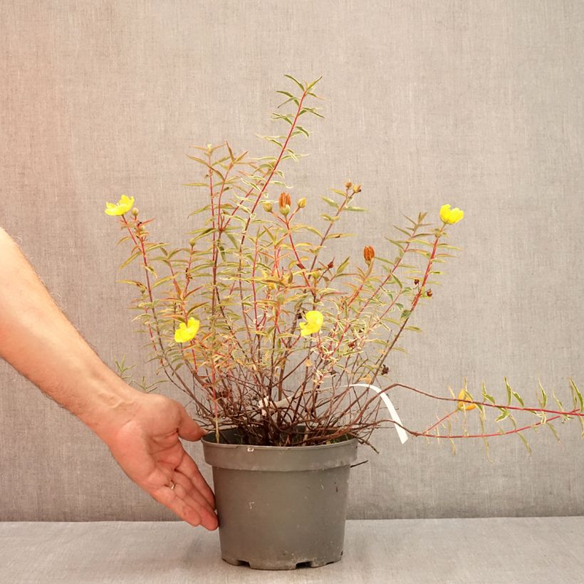 Hypericum Hidcote Limelight 3L/4L pot sample as delivered in summer