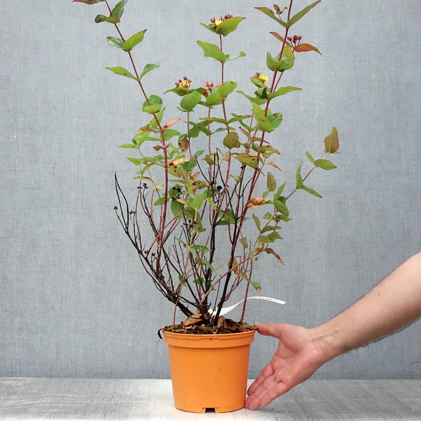Hypericum inodorum Magical Red Flame KOLMAREF - St. John's wort 2L/3L pot sample as delivered in summer