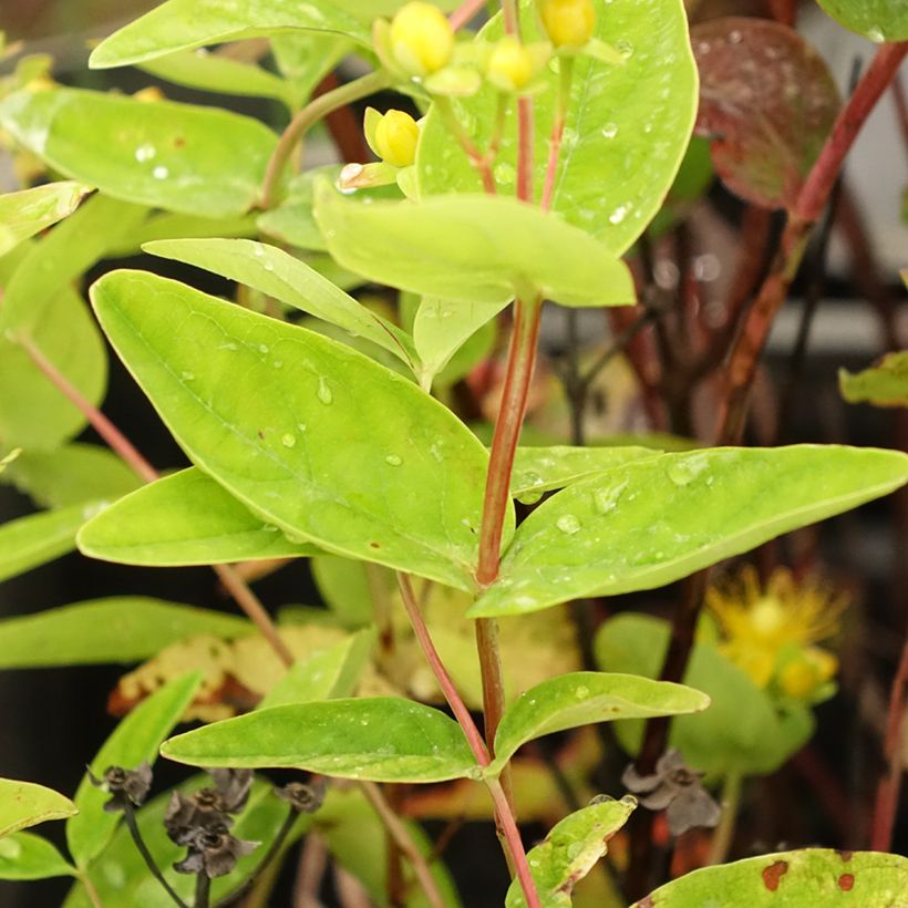 Hypericum inodorum Magical Red Flame KOLMAREF - St. John's wort (Foliage)