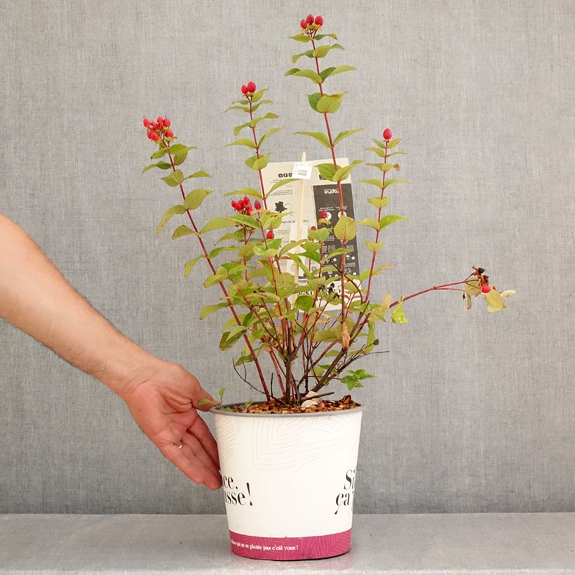 Hypericum x inodorum Magical Universe Kolmuni - St. John's wort 4L/5L pot sample as delivered in summer