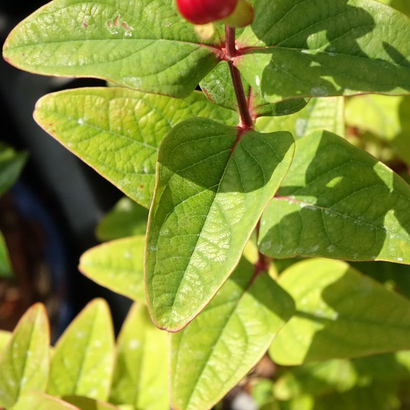Hypericum x inodorum Magical Universe Kolmuni - St. John's wort (Foliage)