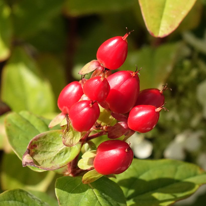 Hypericum x inodorum Magical Universe Kolmuni - St. John's wort (Harvest)