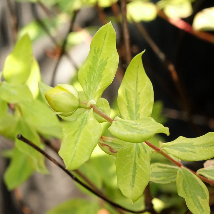 Hypericum x moserianum Little Misstery - St. John's wort (Foliage)