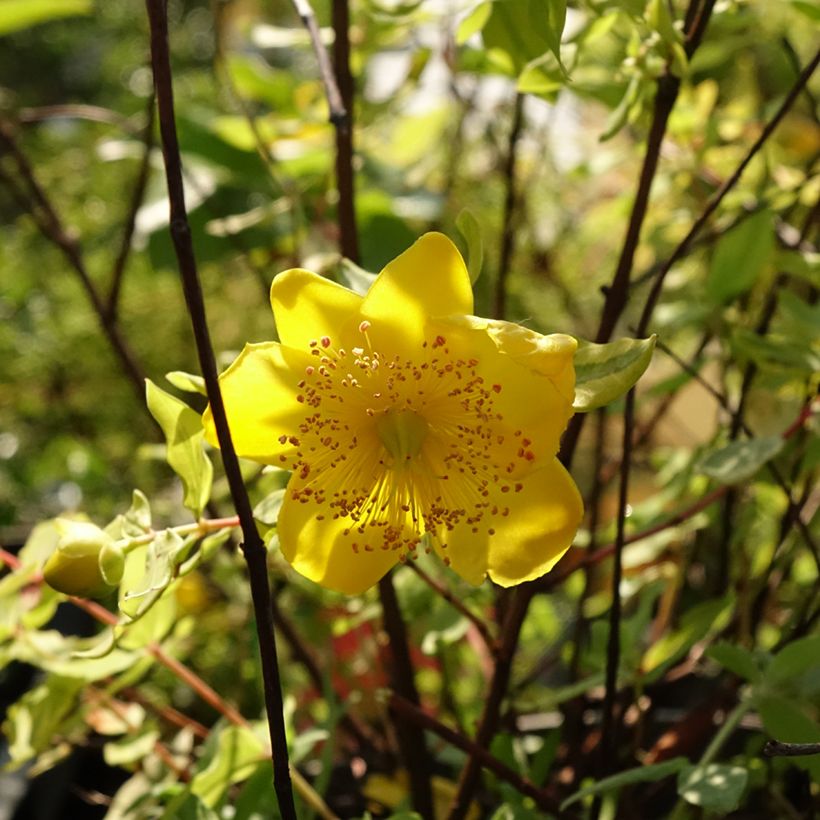 Hypericum x moserianum Little Misstery - St. John's wort (Flowering)