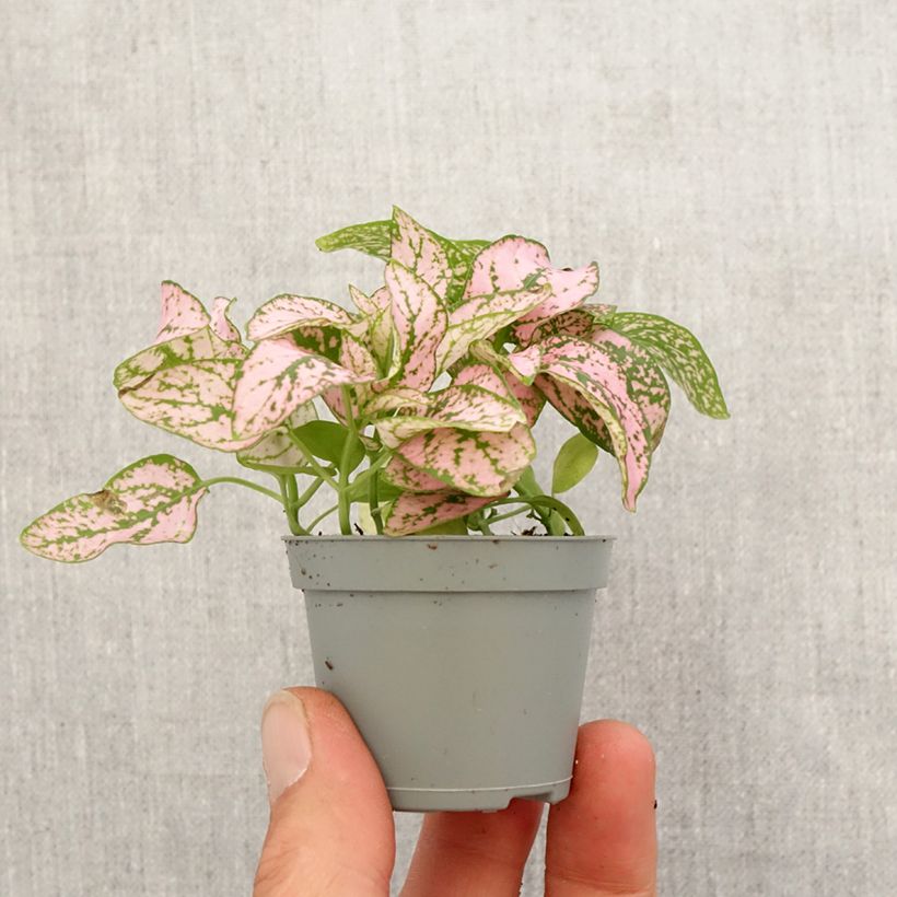 Hypoestes phyllostachya Pink - Polka dot plant Mini-plante sample as delivered in spring