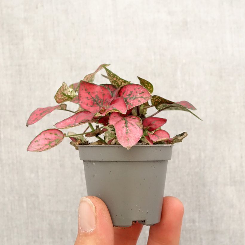 Hypoestes phyllostachya Red - Polka dot plant Mini-plante sample as delivered in spring