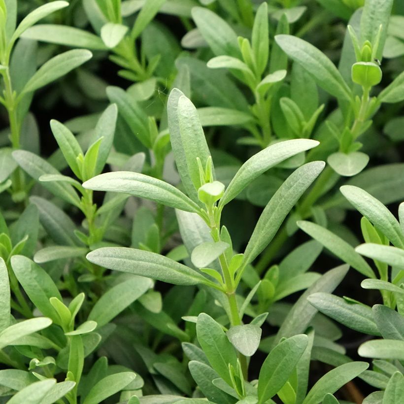 Hyssopus officinalis (Foliage)