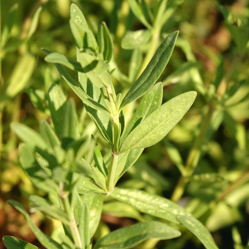 Hyssopus officinalis (Foliage)