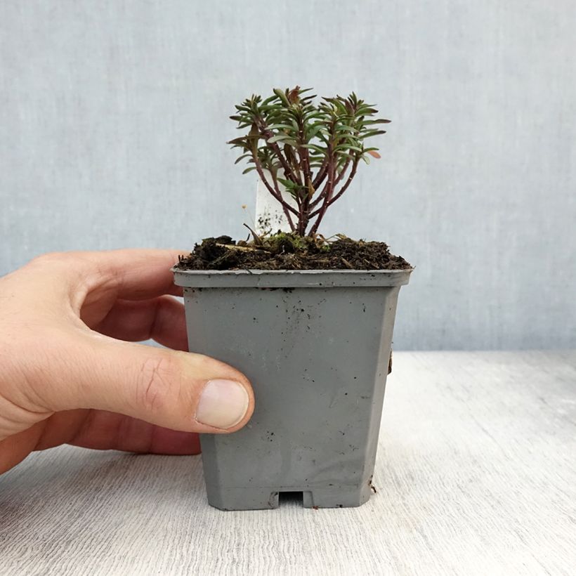 Iberis Absolutely Amethyst 8/9 cm pot sample as delivered in autumn