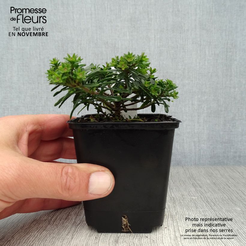 Iberis sempervirens Appen-Etz 8/9 cm pot sample as delivered in autumn