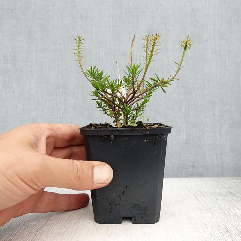 Iberis sempervirens Appen-Etz - Corbeille d'argent Godet de 8/9cm sample as delivered in spring