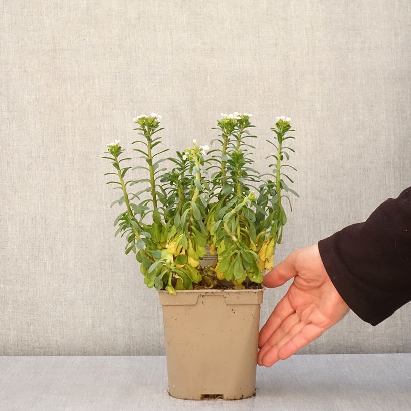 Iberis sempervirens Masterpiece - Corbeille d'argent  Pot de 2L/3L sample as delivered in spring