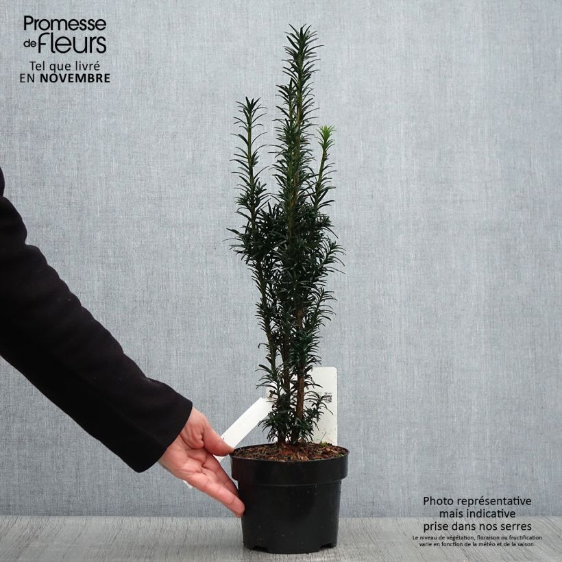 Taxus baccata fastigiata Black Tower 2L/3L pot sample as delivered in autumn