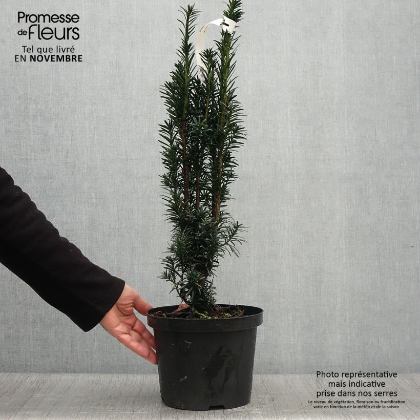Taxus baccata fastigiata Black Tower 4L/5L pot sample as delivered in autumn