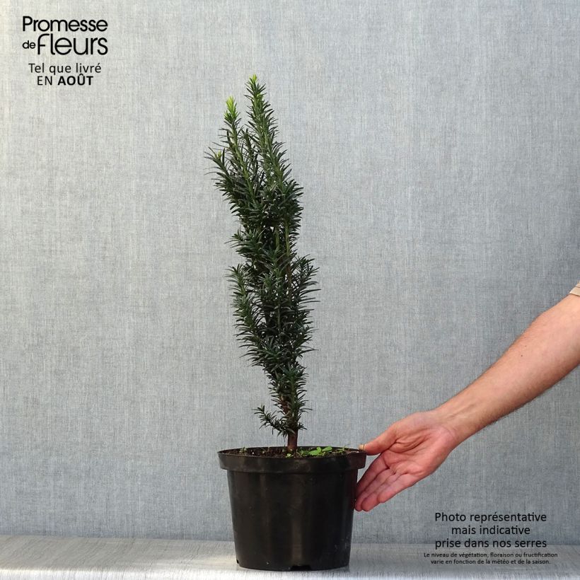 Taxus baccata fastigiata Black Tower 4L/5L pot sample as delivered in summer
