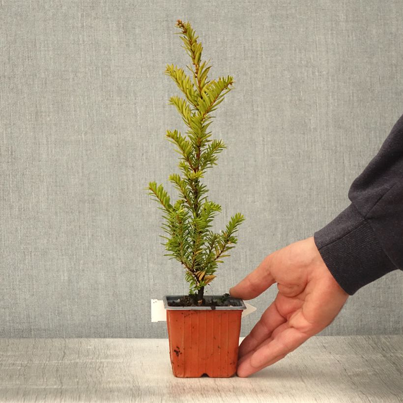 If commun - Taxus baccata Kupfergold - Godet de 8/9 cm sample as delivered in spring