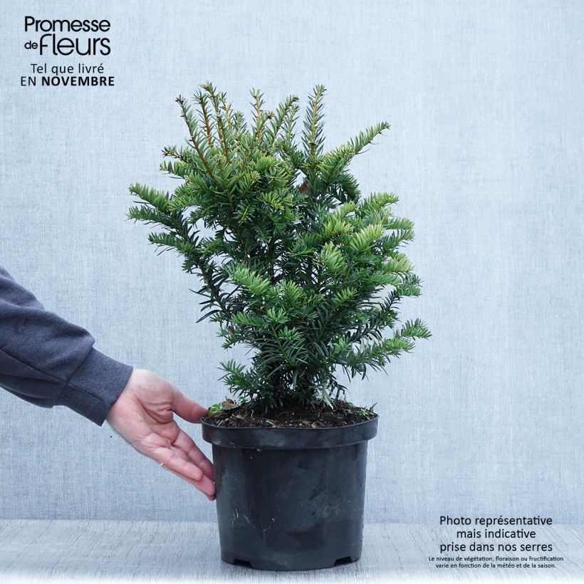 If commun - Taxus baccata Kupfergold Pot de 4L/5L sample as delivered in autumn