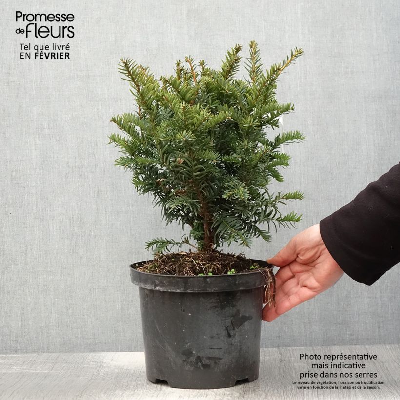 If commun - Taxus baccata Kupfergold Pot de 4L/5L sample as delivered in winter