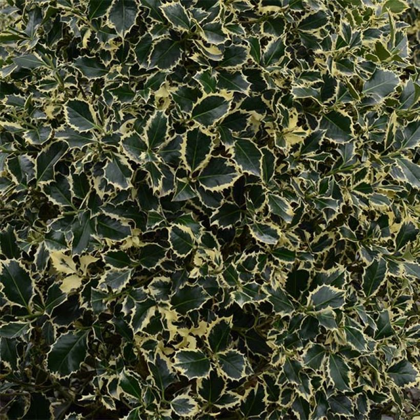 Ilex aquifolium Argenteomarginata - Common Holly (Foliage)