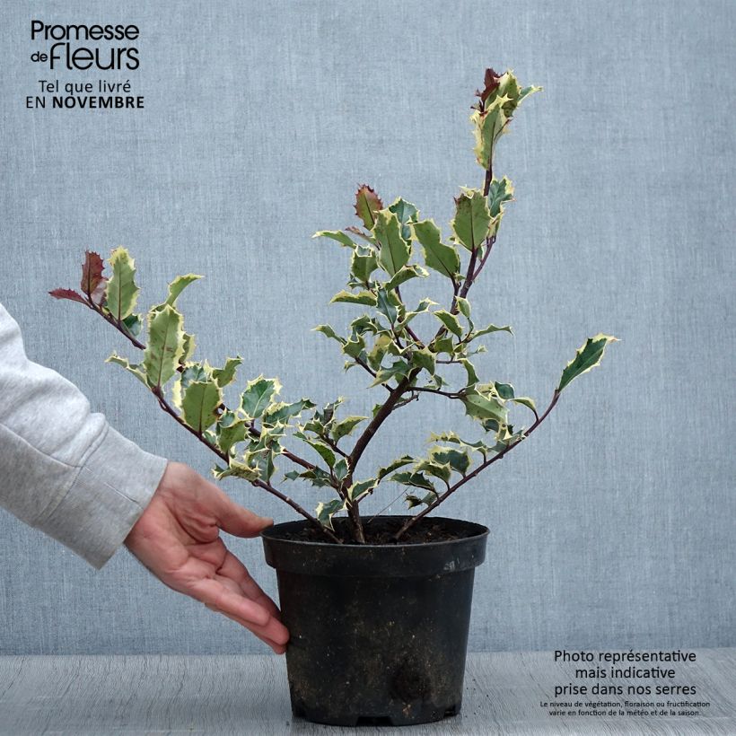 Ilex aquifolium Madame Briot - Houx panaché Pot de 3L/4L sample as delivered in autumn