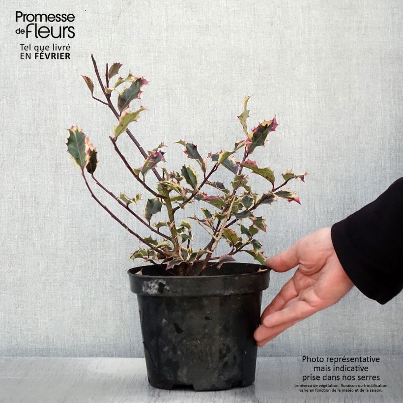 Ilex aquifolium Madame Briot - Houx panaché Pot de 3L/4L sample as delivered in winter