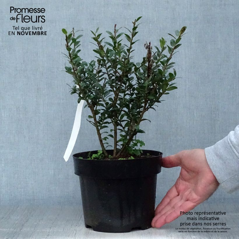 Ilex crenata Caroline Upright - Houx crénelé Pot de 2L/3L sample as delivered in autumn