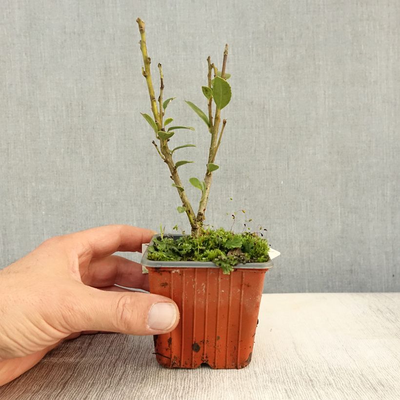 Ilex maximowicziana Kanehirae 8/9 cm pot sample as delivered in autumn