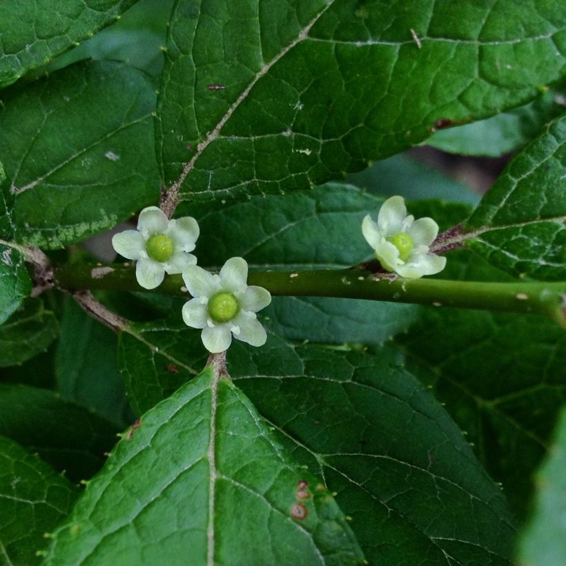 Ilex verticillata Maryland Beauty (Flowering)