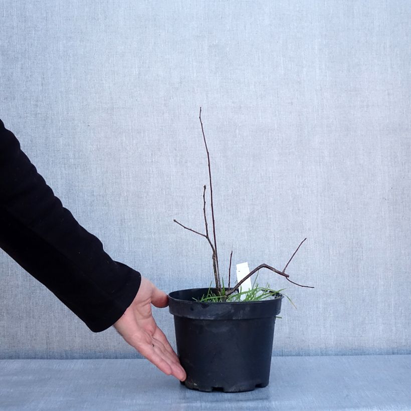 Ilex verticillata - Houx verticillé Pot de 3L/4L sample as delivered in winter