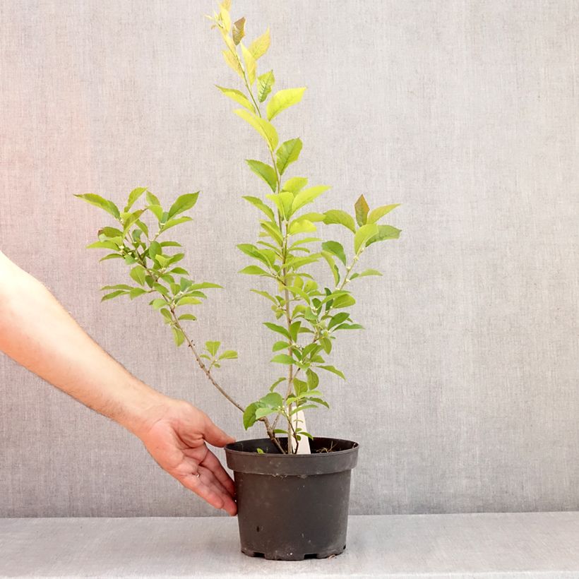 Ilex verticillata  3L/4L pot sample as delivered in summer