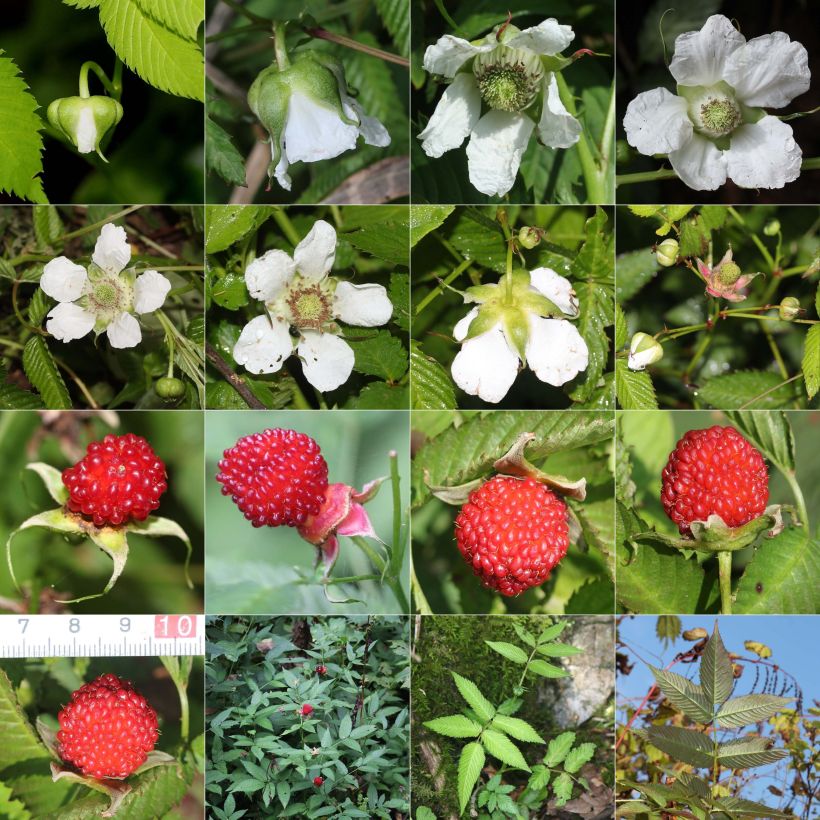 Rubus illecebrosus en godet de 9cm - Framboisier fraise japonais sample as delivered in autumn