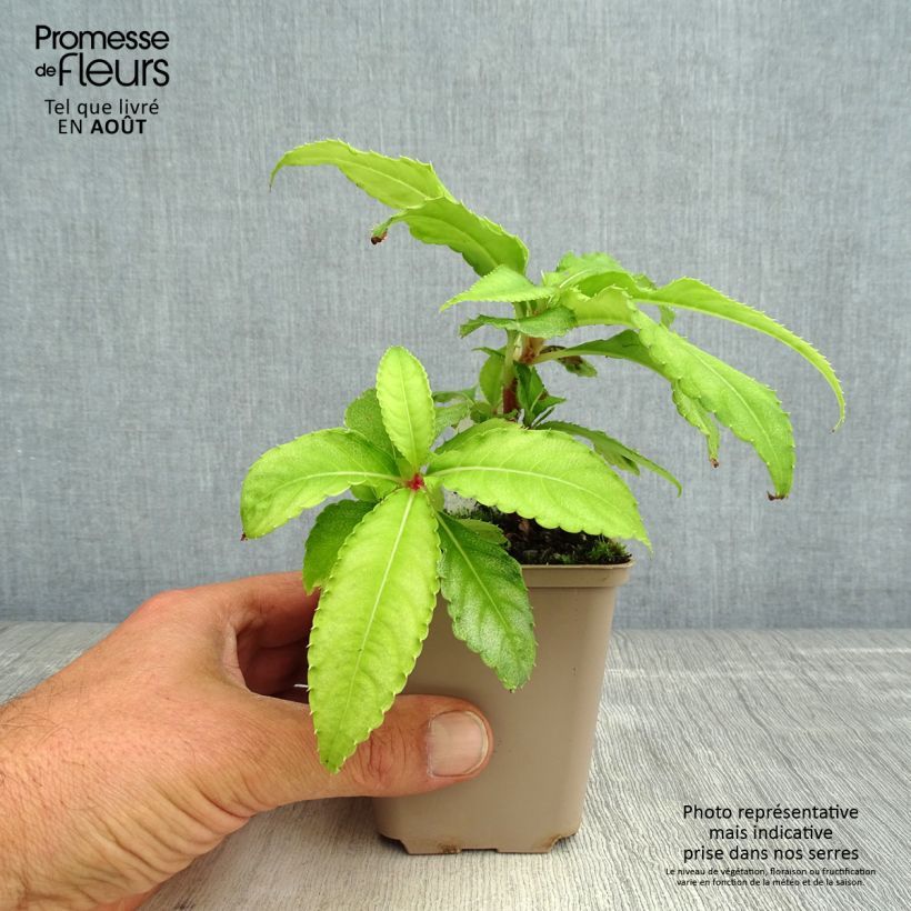 Impatiens omeiana Ice Storm 8/9 cm pot sample as delivered in summer
