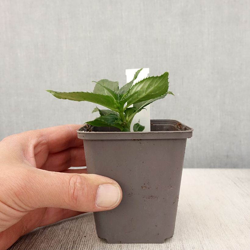 Impatiens SunPatiens Compact White sample as delivered in spring