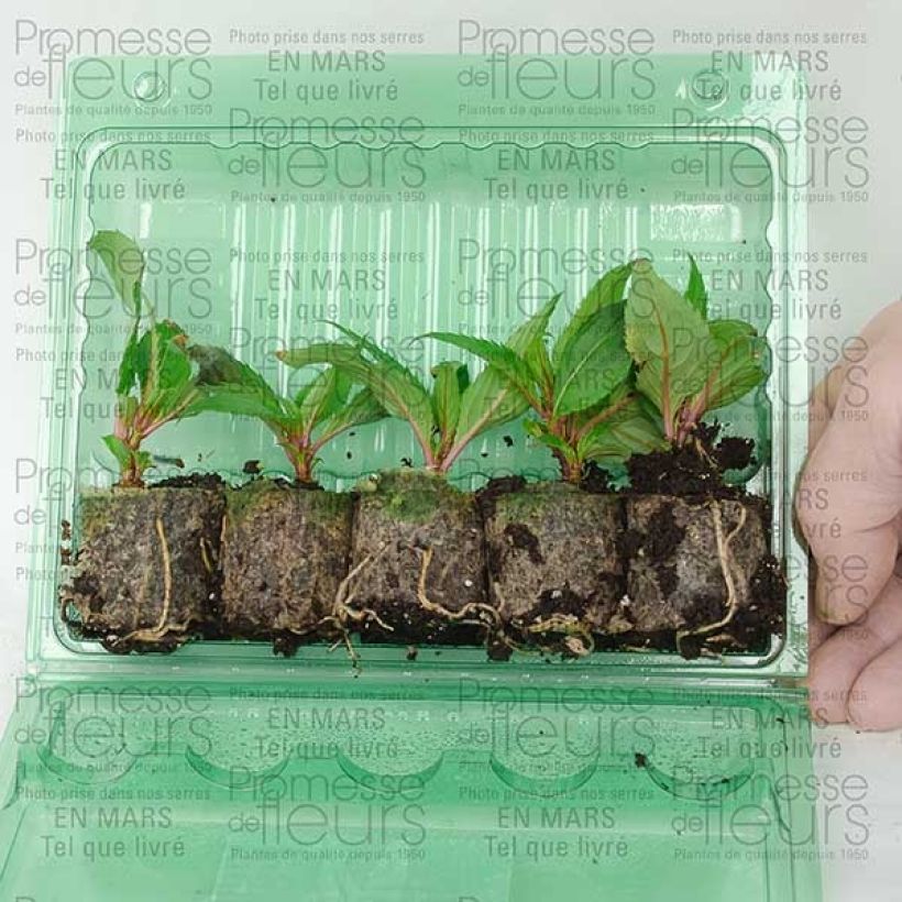 Example of Impatiens SunPatiens Compact Purple Mini-motte 4 cm specimen as delivered