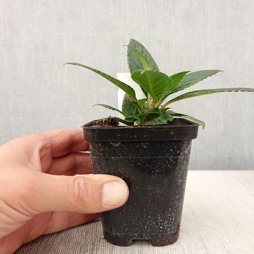 Impatiens SunPatiens Vigorous Orange  - Pot de 10 cm/11cm sample as delivered in spring