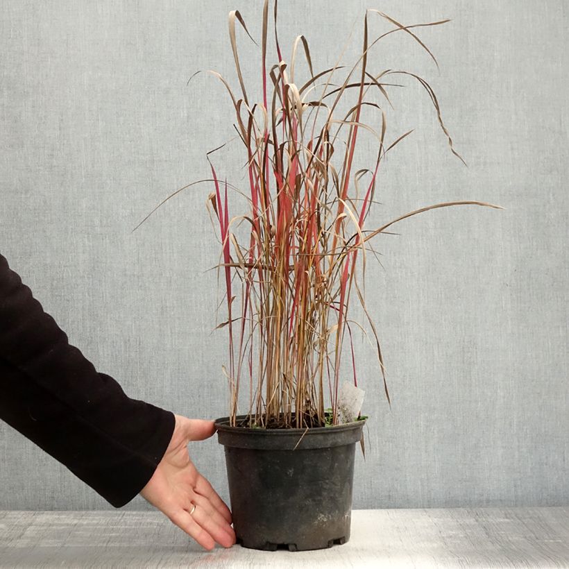 Imperata cylindrica Red Baron 2L/3L pot sample as delivered in autumn