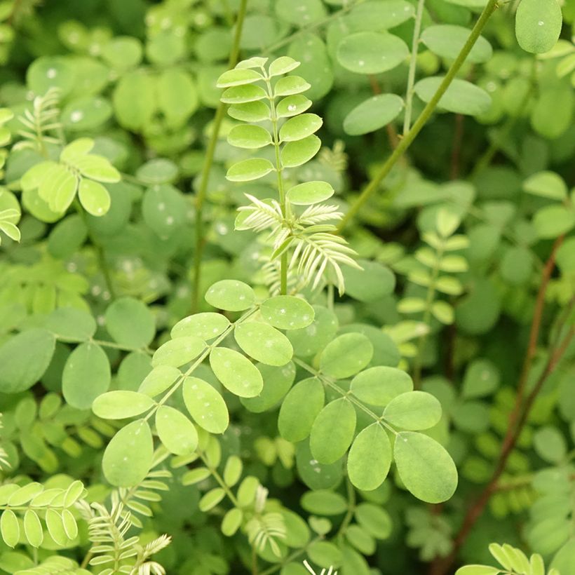 Indigofera heterantha (Foliage)