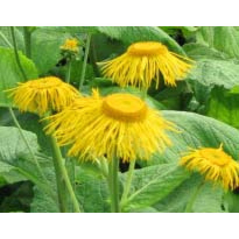 Inula magnifica  (Flowering)