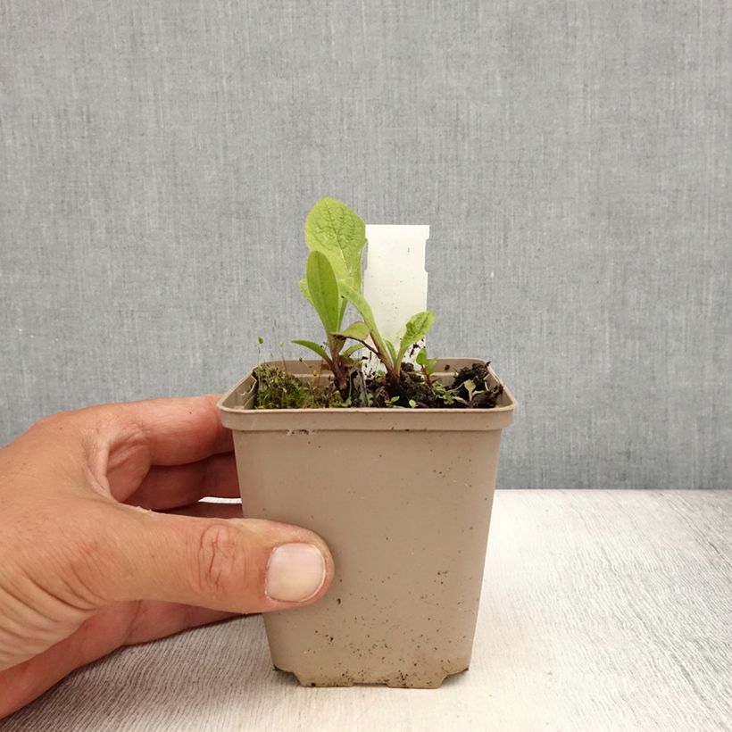 Inula orientalis  8/9 cm pot sample as delivered in summer