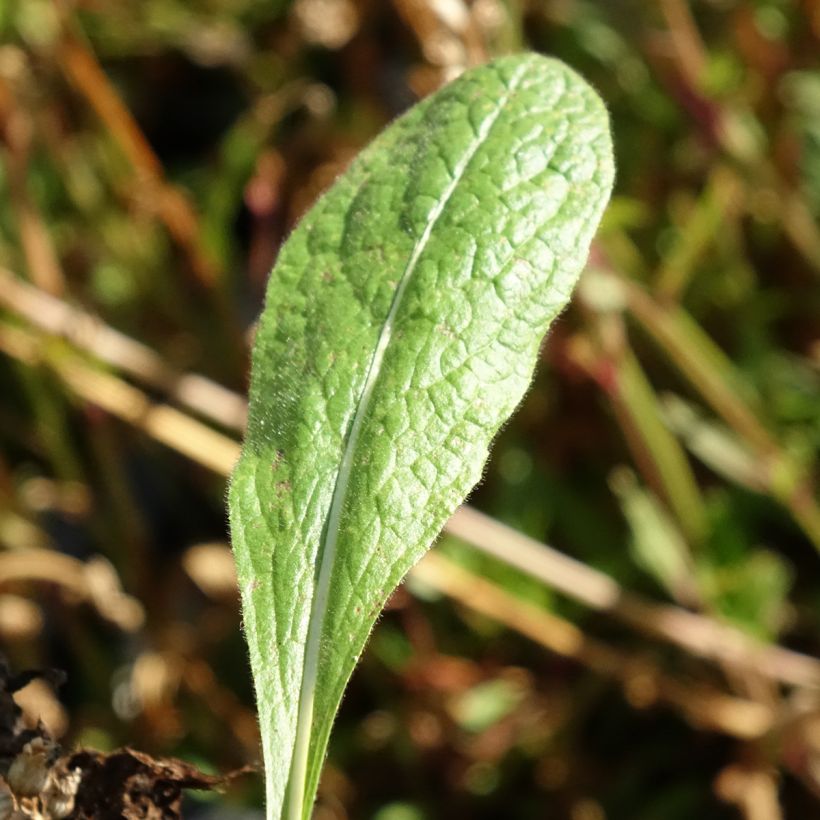 Inula orientalis (Foliage)