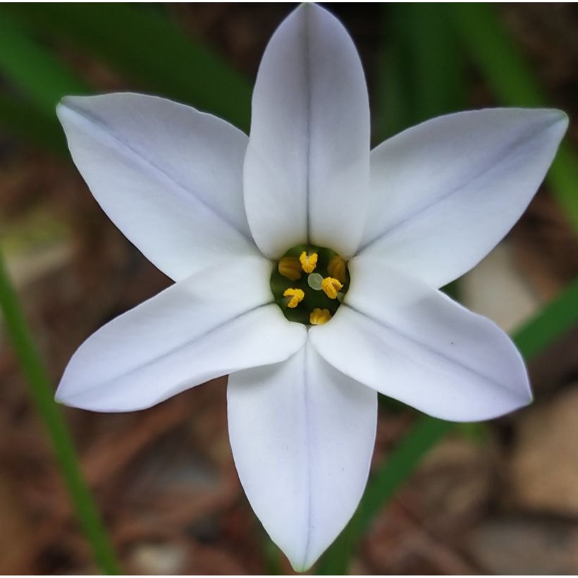 Ipheion uniflorum White Star (Flowering)