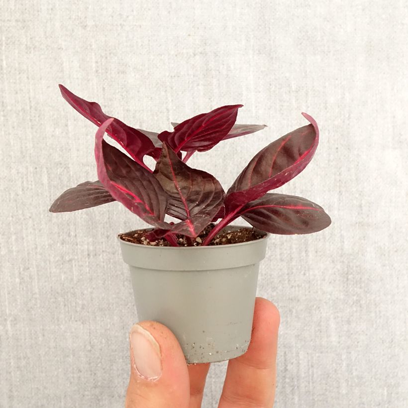 Iresine herbstii Bloodleaf - Herbst's bloodleaf Mini-plante sample as delivered in spring