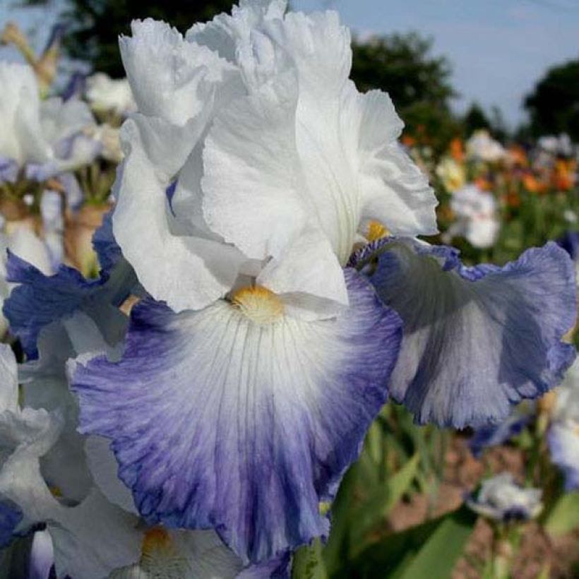 Iris germanica Alizes - Bearded Iris (Flowering)