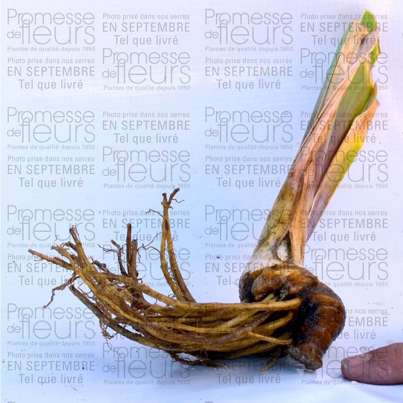 Example of Iris germanica Anything Goes - Bearded Iris specimen as delivered