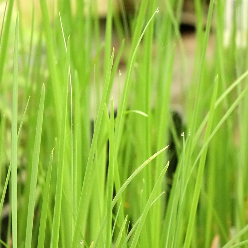 Iris bulleyana (Foliage)