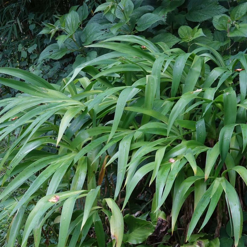 Iris confusa Martyn Rix (Foliage)