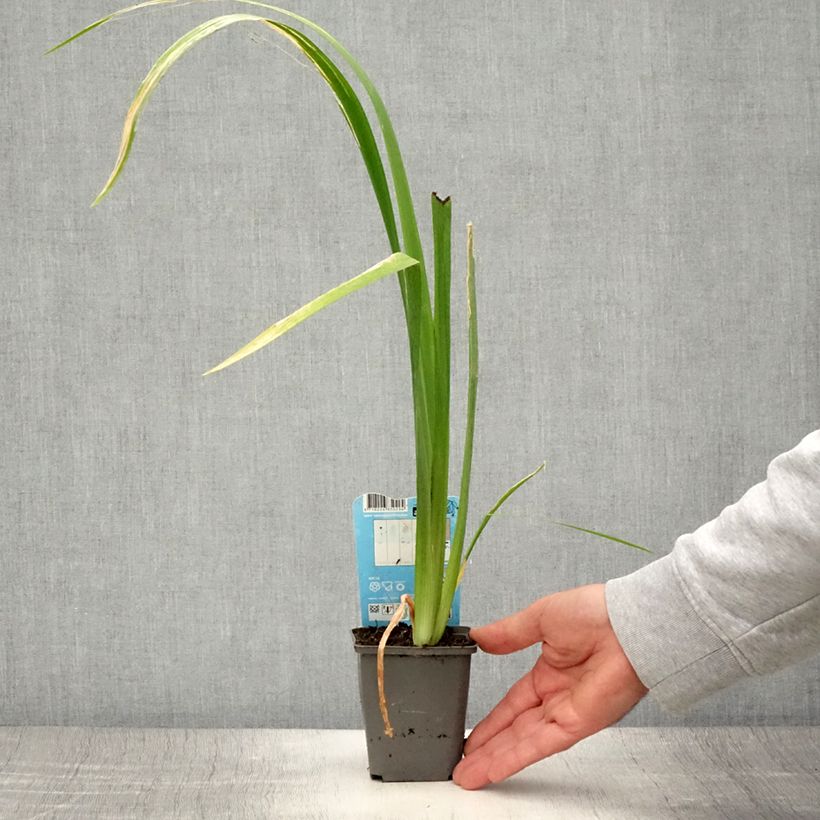 Iris louisiana Ann Chowning 8/9 cm pot sample as delivered in summer